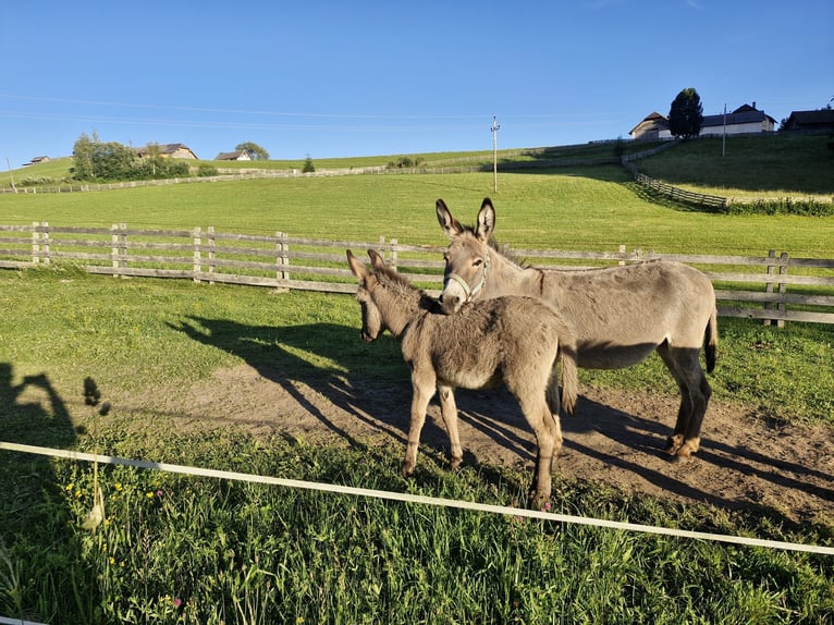 Burro Semental Potro (05/2026)  in Lasaberg