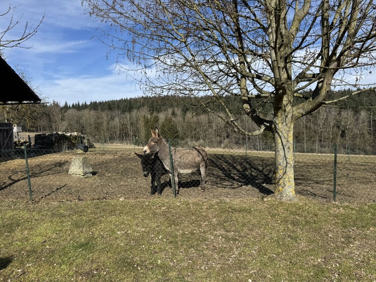 Burro Yegua 11 años 125 cm Castaño claro in P&#xF6;ttenheimAistersheim