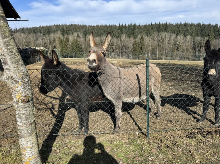 Burro Yegua 11 años 125 cm Castaño claro in P&#xF6;ttenheimAistersheim