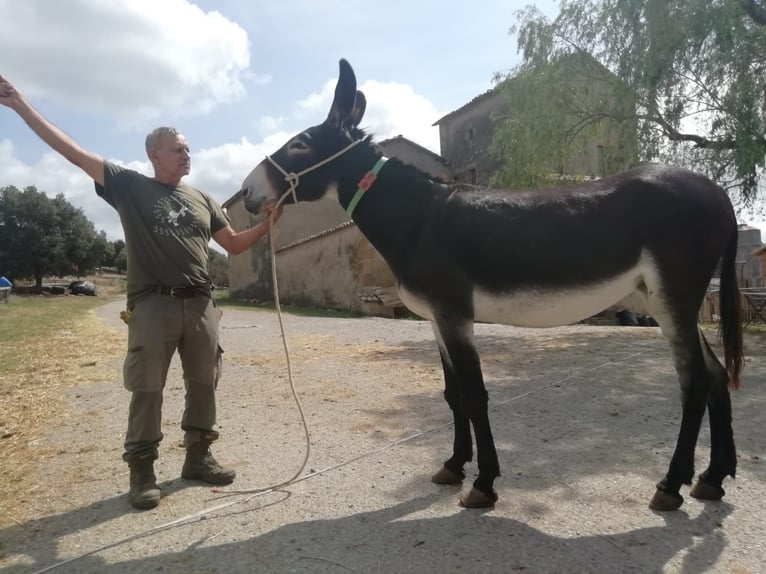 Burro Yegua 11 años 145 cm Negro in BERGA, BARCELONA