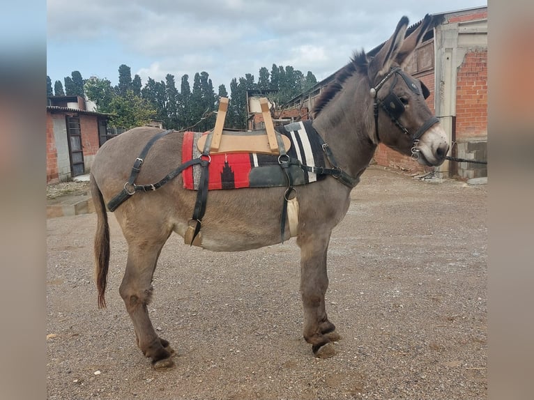 Burro Yegua 11 años 147 cm Tordo in BERGA, BARCELONA