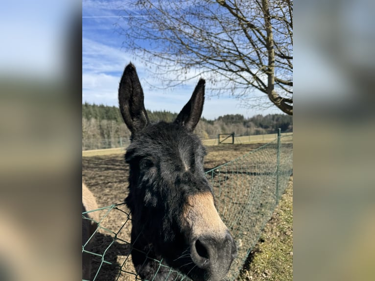 Burro Yegua 12 años 125 cm Castaño claro in PöttenheimAistersheim