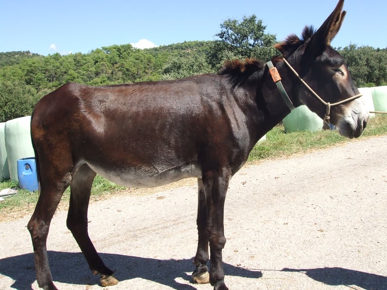 Burro Yegua 12 años 160 cm Negro in BERGA, BARCELONA