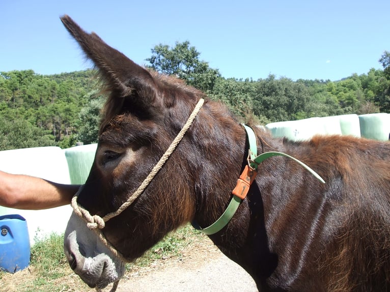 Burro Yegua 15 años 143 cm Negro in BERGA, BARCELONA