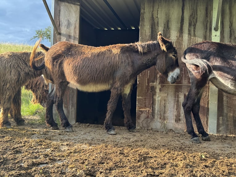 Burro Yegua 16 años 150 cm Castaño oscuro in Bornich