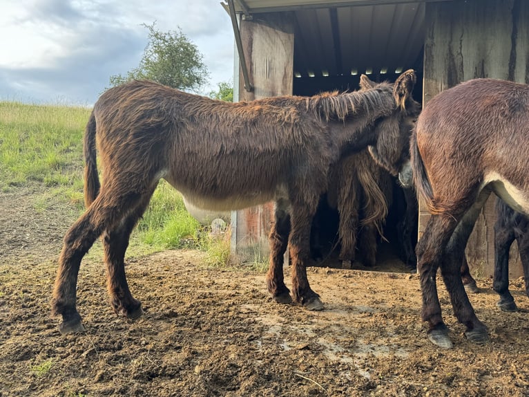 Burro Yegua 16 años 150 cm Castaño oscuro in Bornich