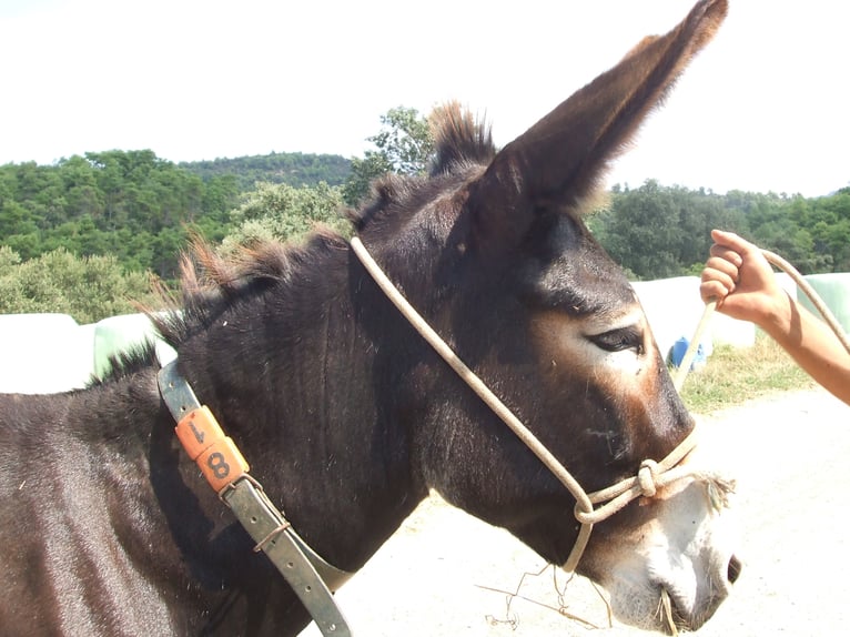 Burro Yegua 18 años 140 cm Negro in BERGA, BARCELONA