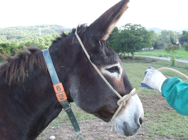 Burro Yegua 18 años 142 cm Negro in BERGA, BARCELONA