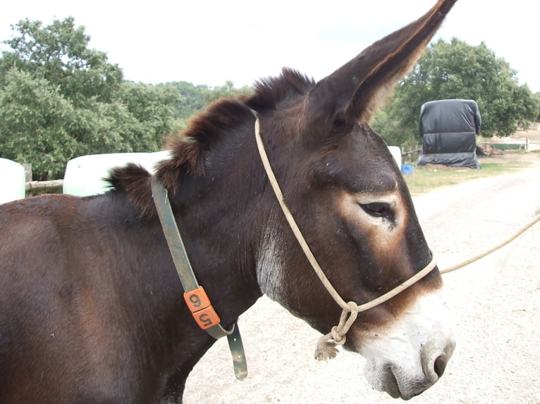 Burro Yegua 19 años 135 cm Negro in BERGA, BARCELONA