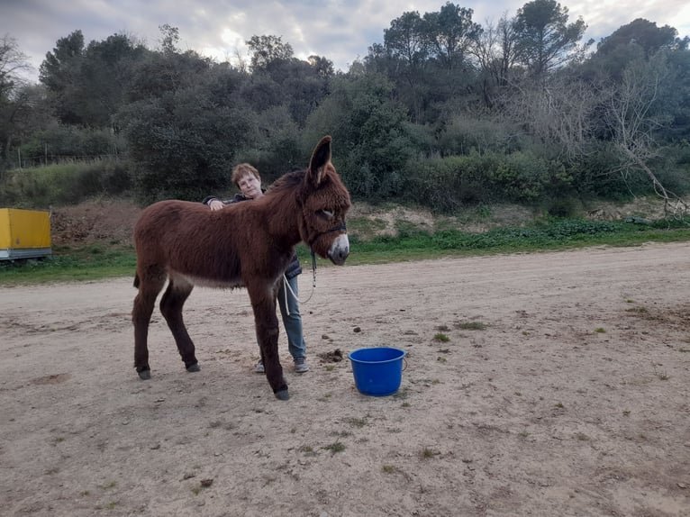 Burro Yegua 1 año 150 cm Negro in Calabuig