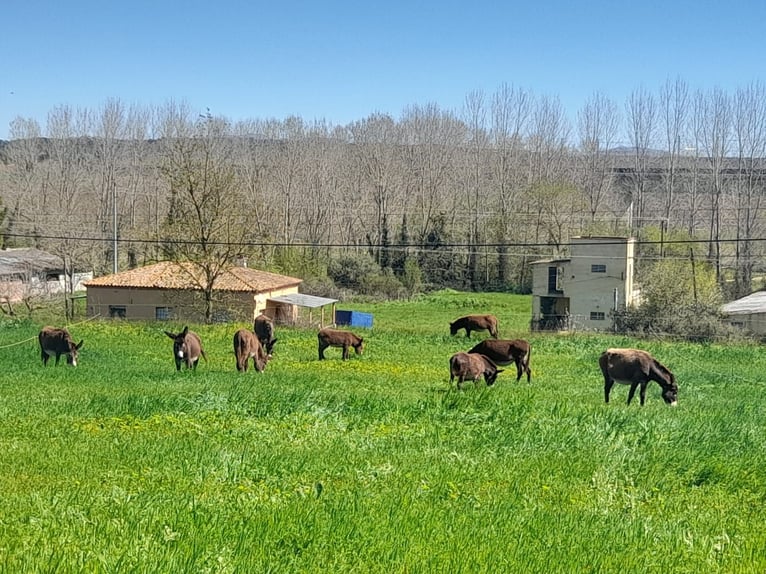 Burro Yegua 1 año 150 cm Negro in Calabuig