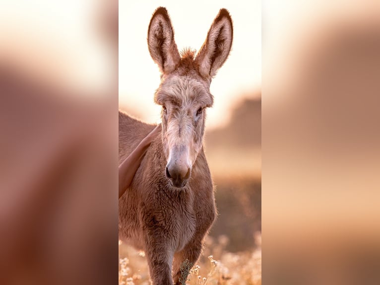Burro Yegua 1 año 150 cm Tordo in W&#xF6;rthsee