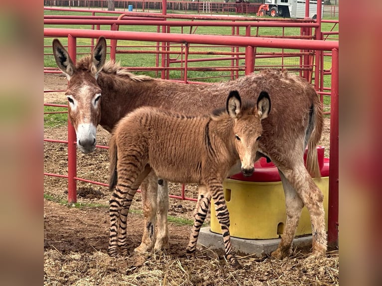 Burro Mestizo Yegua 1 año in Grand Saline