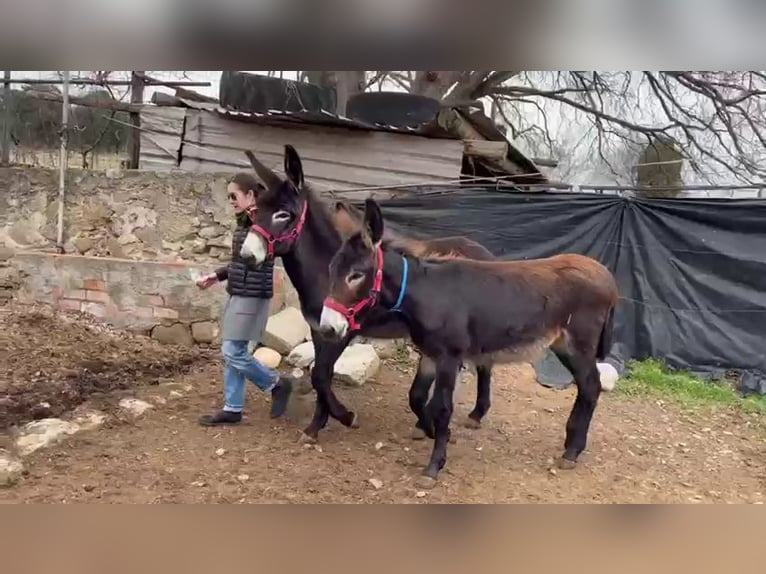 Burro Yegua 1 año Negro in BERGA, BARCELONA