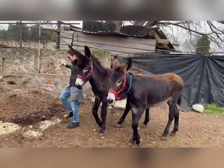 Burro Yegua 1 año Negro in BERGA, BARCELONA