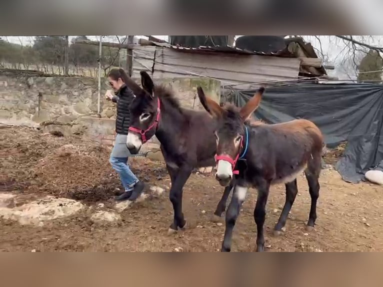 Burro Yegua 1 año Negro in BERGA, BARCELONA