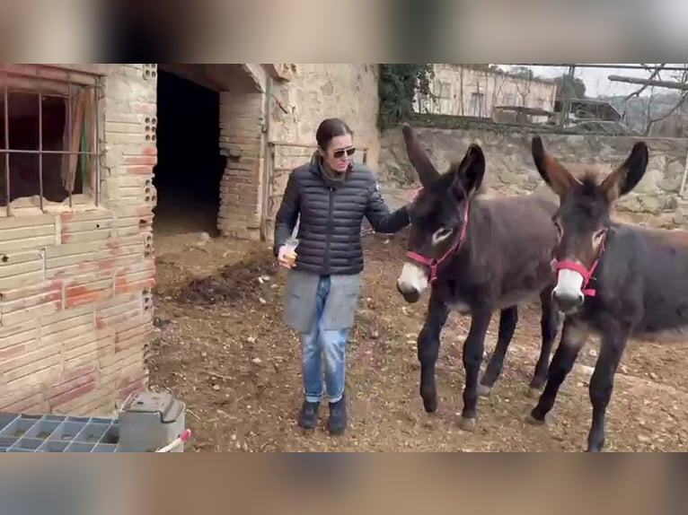 Burro Yegua 1 año Negro in BERGA, BARCELONA