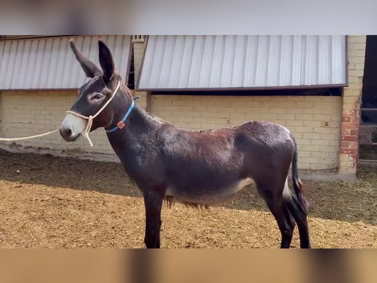 Burro Yegua 2 años 137 cm Negro in BERGA, BARCELONA