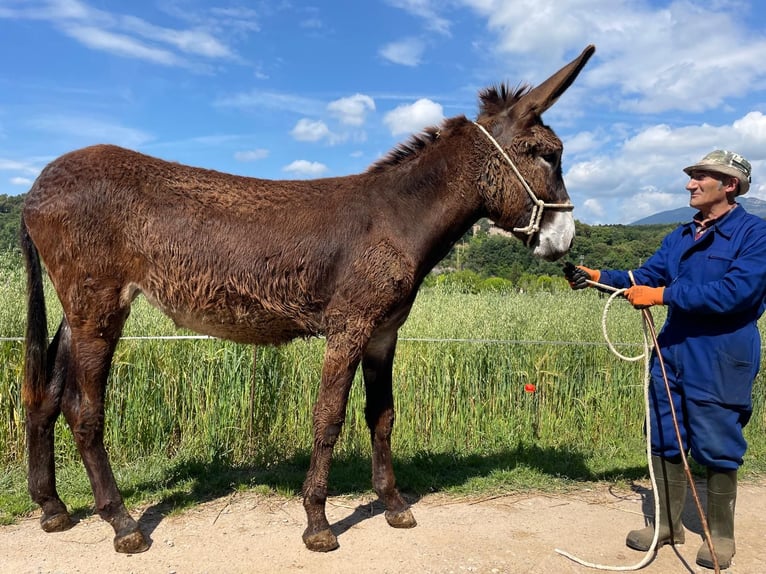 Burro Yegua 2 años 155 cm Negro in BERGA, BARCELONA