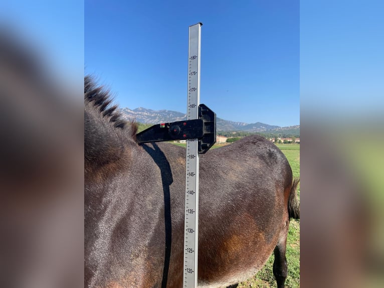 Burro Yegua 2 años 155 cm Negro in BERGA, BARCELONA
