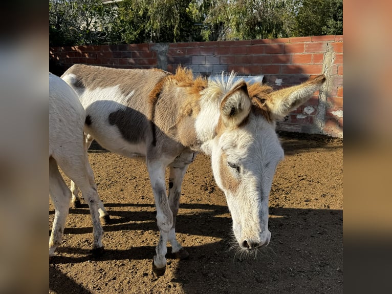 Burro Yegua 3 años 135 cm in Lliça D&#39;Amunt