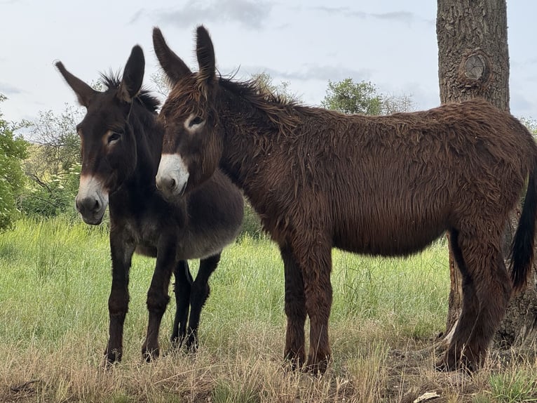 Burro Yegua 3 años 138 cm Castaño oscuro in Bornich