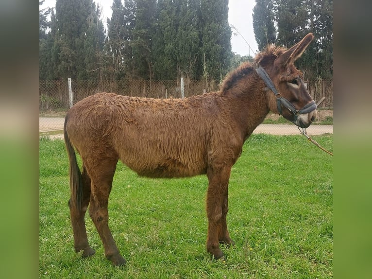 Burro Yegua 3 años 152 cm Negro in BERGA, BARCELONA