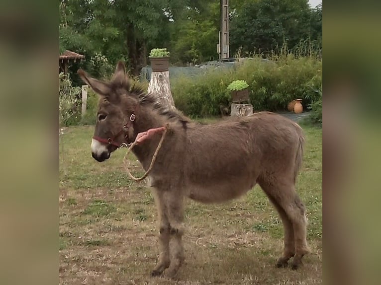 Burro Yegua 4 años 120 cm Tordo in Saint-Loup-Lamairé