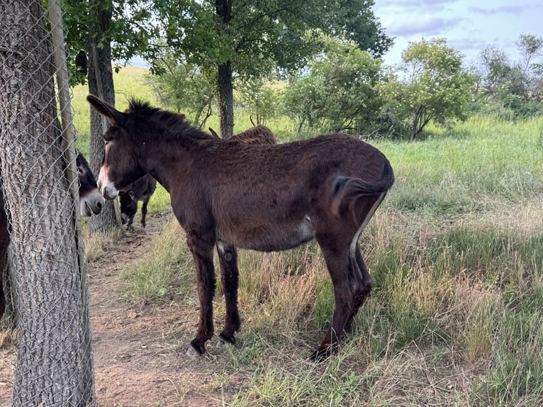 Burro Yegua 4 años 145 cm Castaño oscuro in Bornich