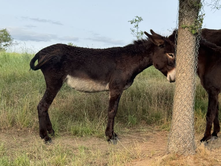 Burro Yegua 4 años 145 cm Castaño oscuro in Bornich