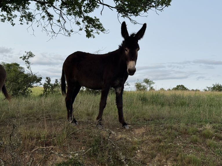 Burro Yegua 4 años 145 cm Castaño oscuro in Bornich