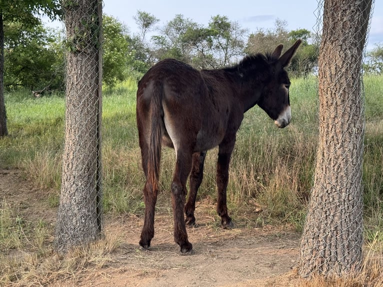 Burro Yegua 4 años 147 cm Castaño oscuro in Bornich
