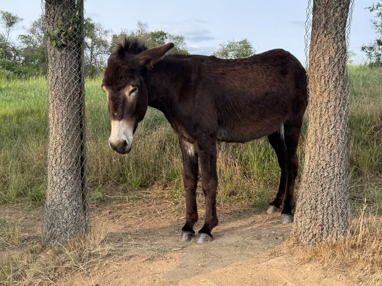 Burro Yegua 4 años 147 cm Castaño oscuro in Bornich