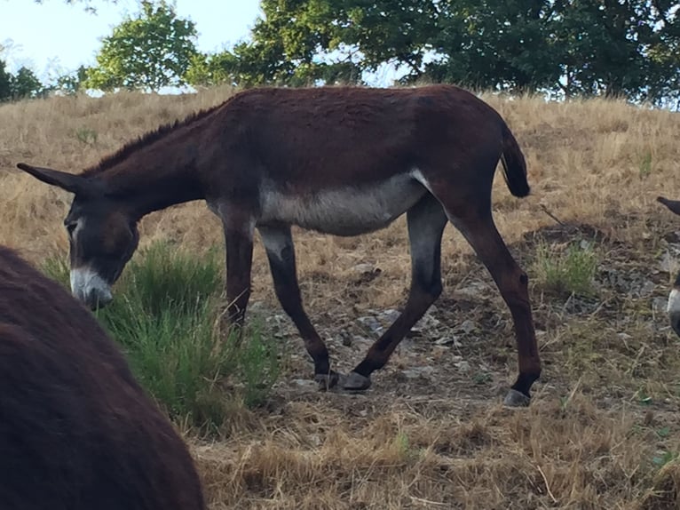 Burro Yegua 4 años 156 cm in Bornich