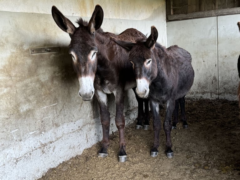 Burro Yegua 4 años 156 cm in Bornich