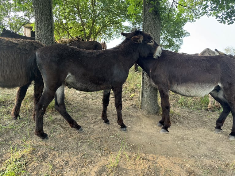 Burro Yegua 5 años 138 cm Castaño oscuro in Bornich