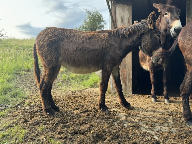 Burro Yegua 5 años 138 cm Castaño oscuro in Bornich