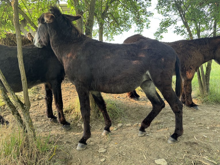 Burro Yegua 5 años 138 cm Castaño oscuro in Bornich