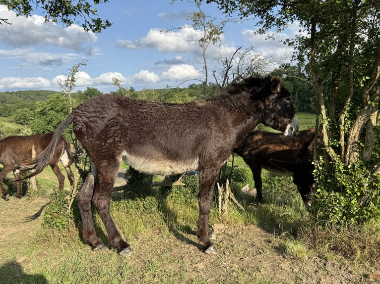 Burro Yegua 5 años 138 cm Castaño oscuro in Bornich