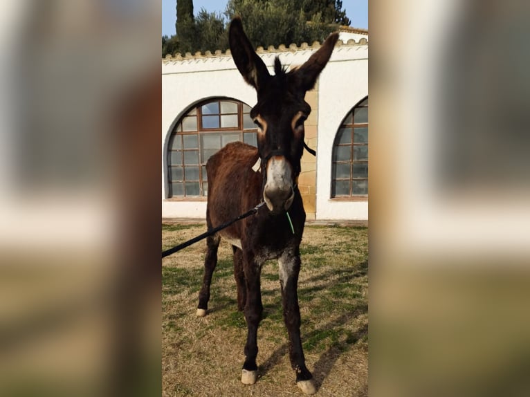 Burro Yegua 5 años 152 cm Negro in BERGA, BARCELONA
