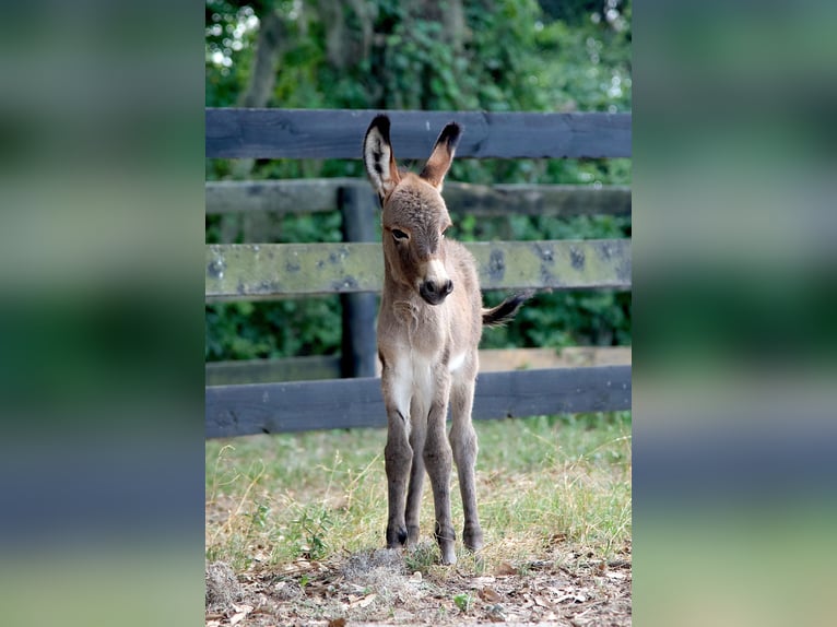 Burro Yegua 5 años 94 cm Pío in Ocala, FL