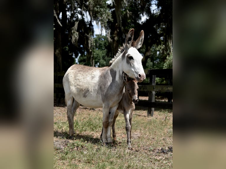 Burro Yegua 5 años 94 cm Pío in Ocala, FL