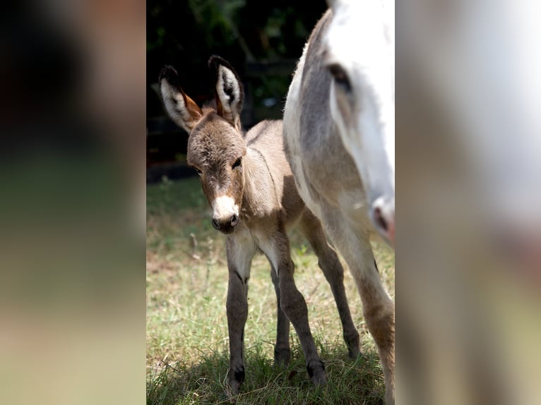 Burro Yegua 5 años 94 cm Pío in Ocala, FL