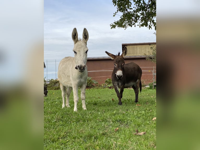 Burro Yegua 6 años 80 cm Tordo in Diepoldsau