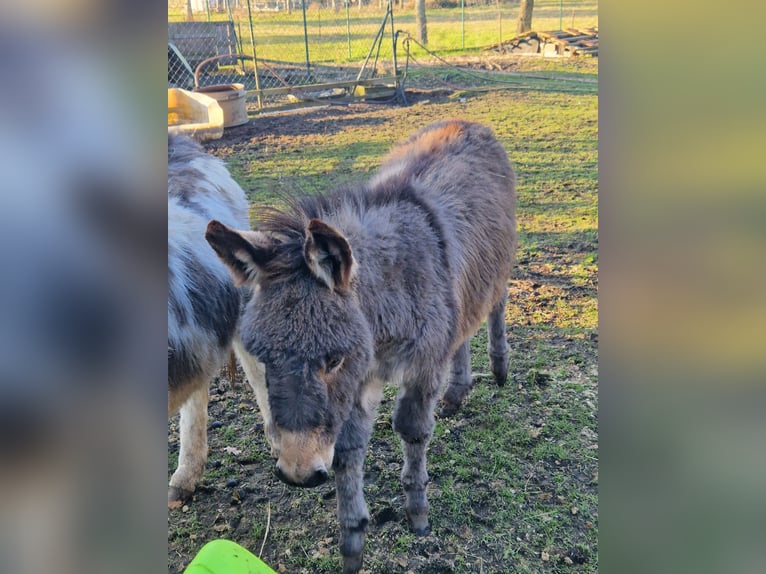 Burro Yegua 6 años Pío in Jessen (Elster)