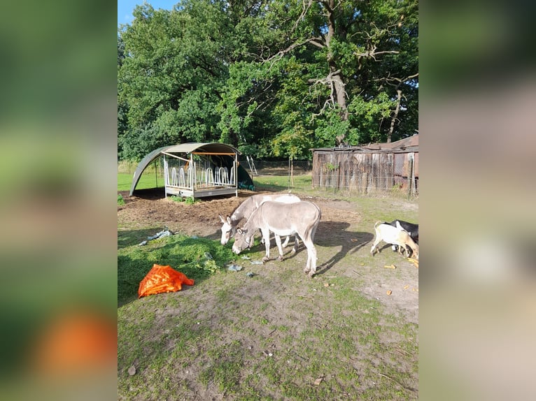 Burro Yegua 6 años Pío in Jessen (Elster)