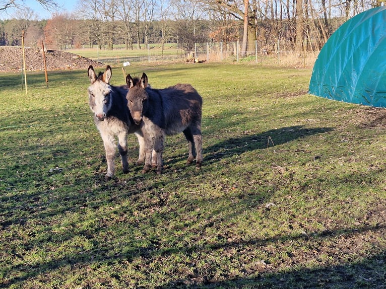Burro Yegua 6 años Pío in Jessen (Elster)