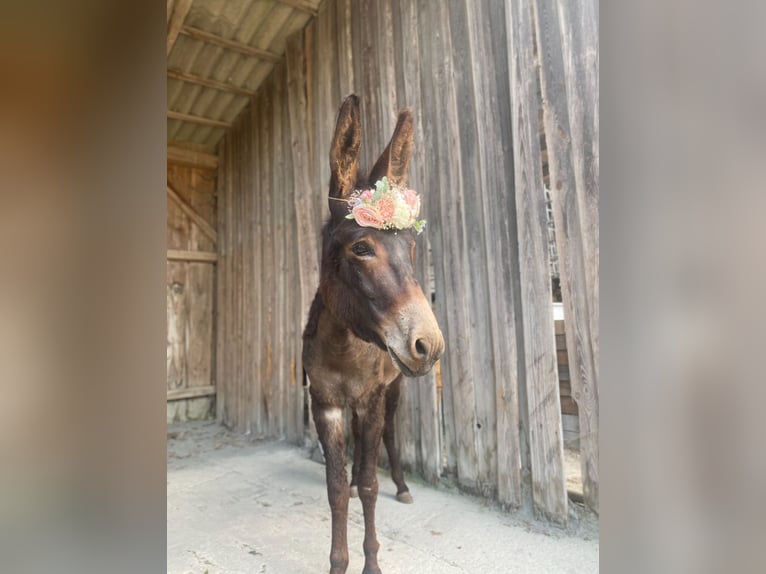 Burro Yegua 7 años 110 cm Castaño oscuro in Neumarkt in der Oberpfalz