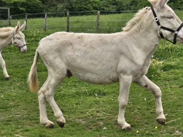 Burro Yegua 7 años 130 cm Cremello in Linkenbach