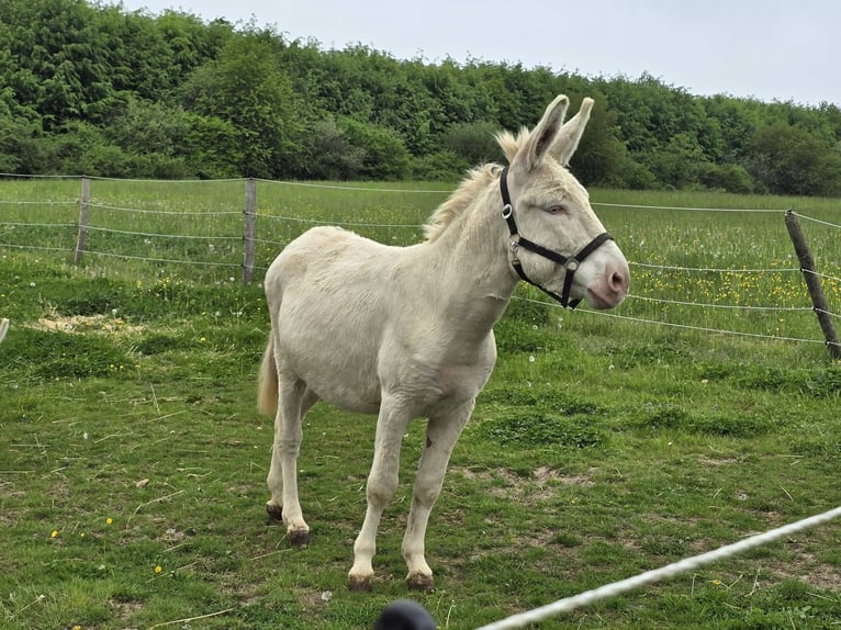 Burro Yegua 7 años 130 cm Cremello in Linkenbach